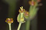 Florida pineland spurge